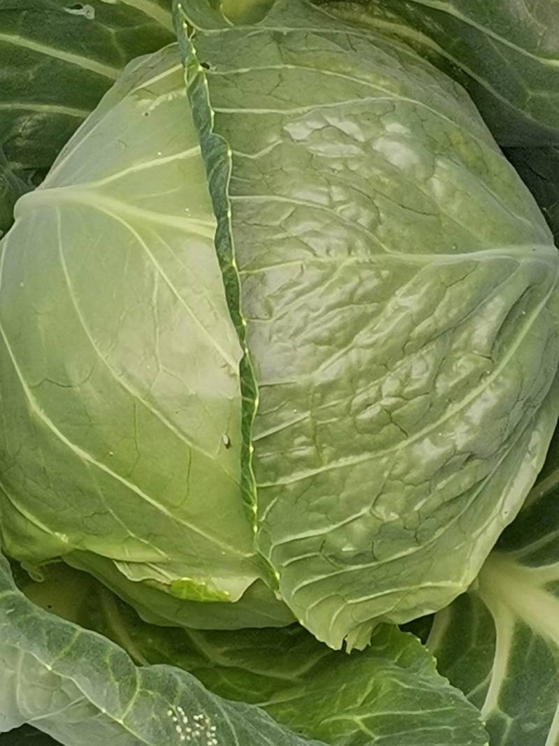 甘蓝