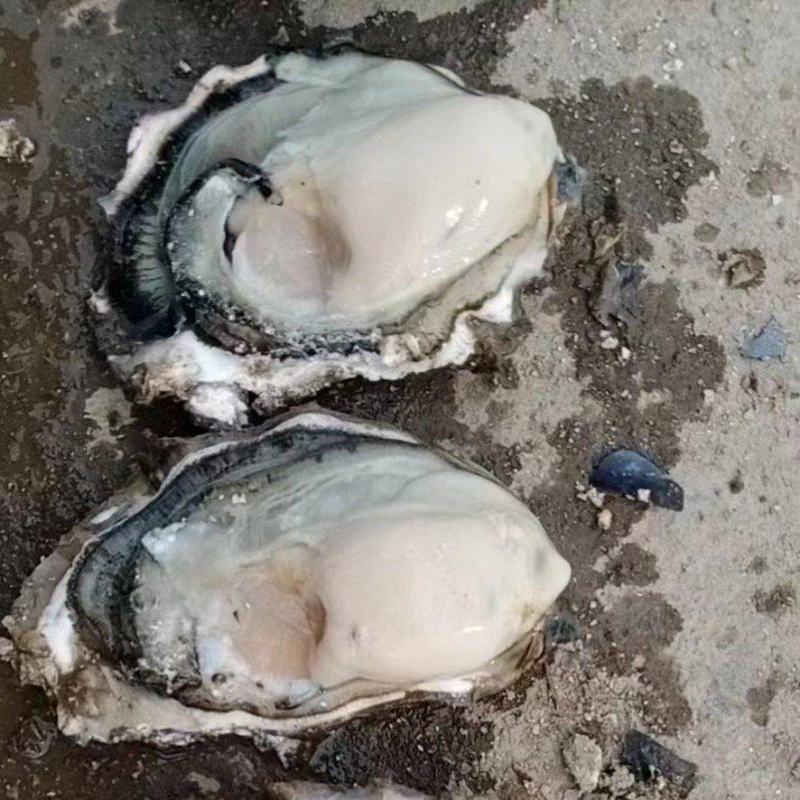 大连冷水生蚝