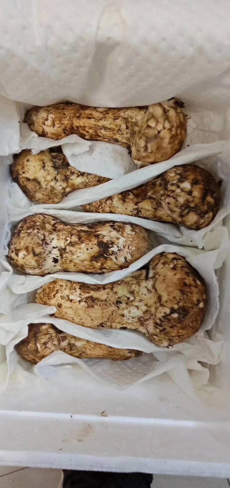 鲜松茸，现有货，量大从优，源头货，顺丰包邮。