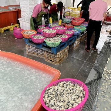 蚝肉生蚝肉海蛎肉牡蛎肉蚵仔煎蚝蛋烧产地直发