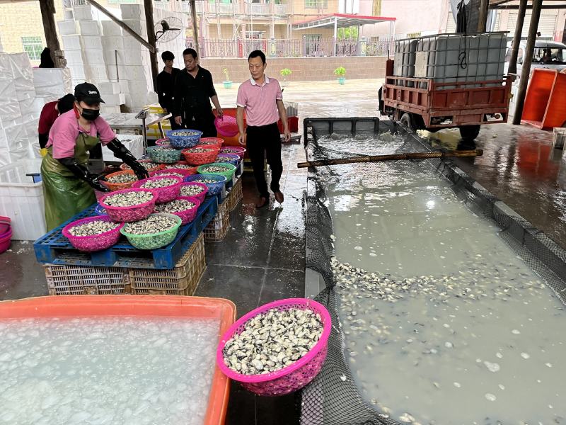 蚝肉生蚝肉海蛎肉牡蛎肉蚵仔煎蚝蛋烧产地直发