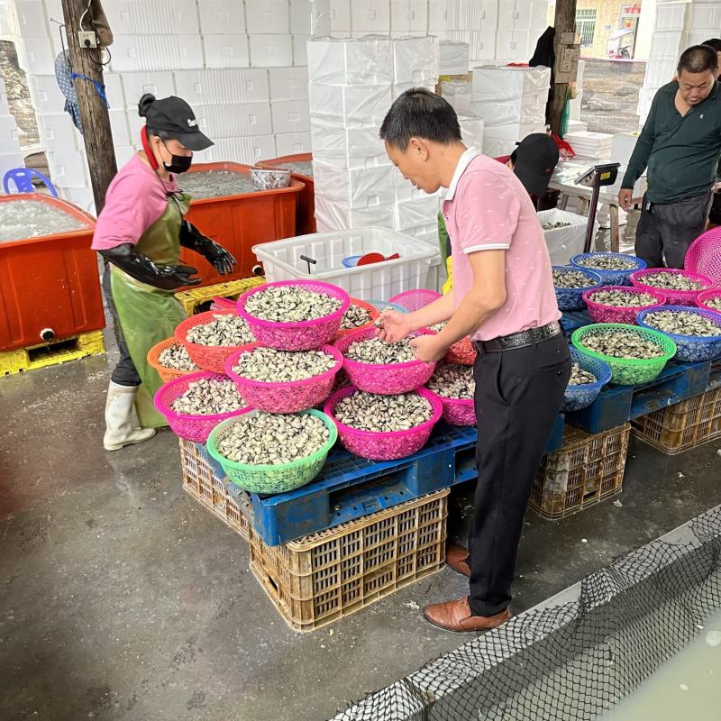 蚝肉生蚝肉海蛎肉牡蛎肉蚵仔煎蚝蛋烧产地直发