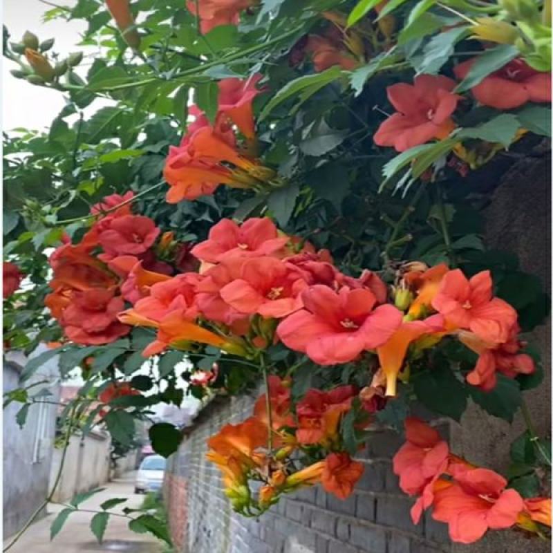凌霄花苗大花爬墙爬藤植物中国美国凌霄树苗阳台庭院别墅四季