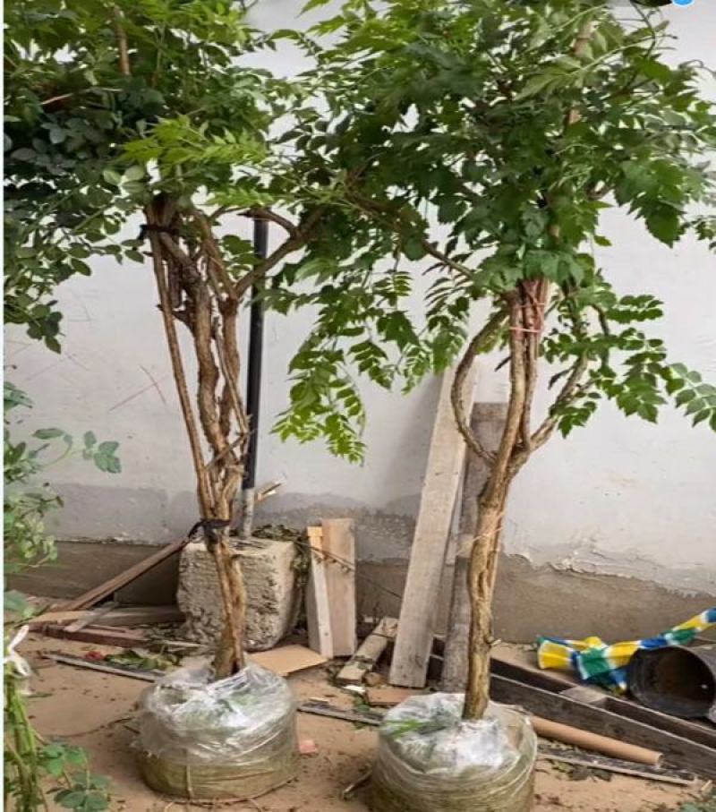 凌霄花苗大花爬墙爬藤植物中国美国凌霄树苗阳台庭院别墅四季