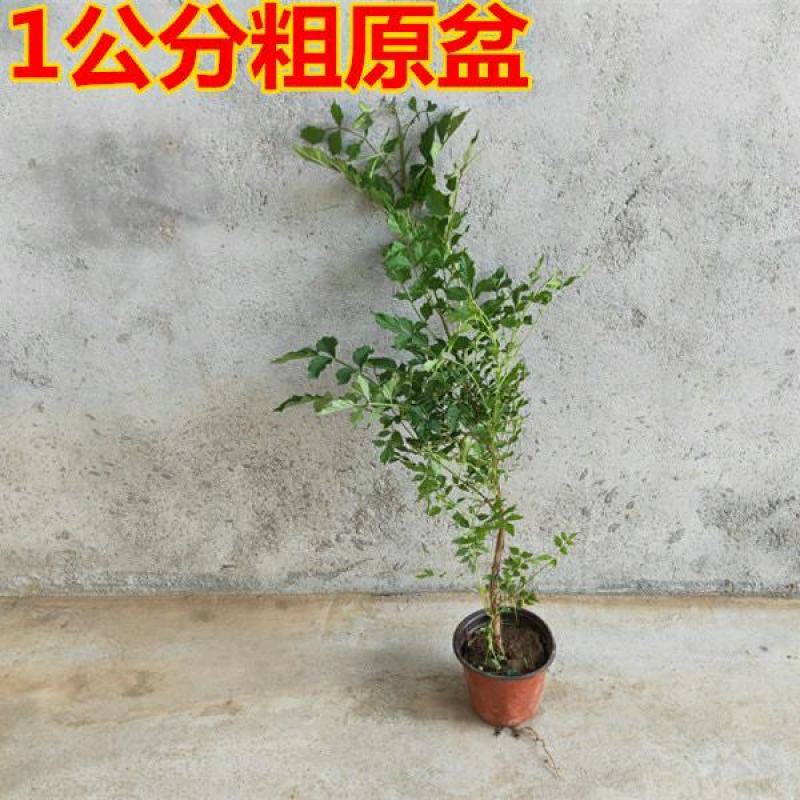 凌霄花苗大花爬墙爬藤植物中国美国凌霄树苗阳台庭院别墅四季