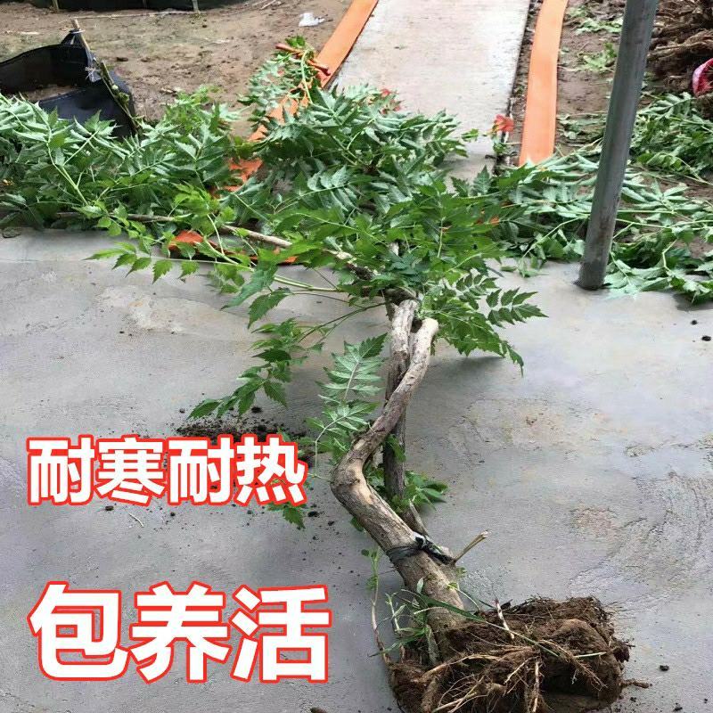 凌霄花苗大花爬墙爬藤植物中国美国凌霄树苗阳台庭院别墅四季