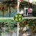 凌霄花苗大花爬墙爬藤植物中国美国凌霄树苗阳台庭院别墅四季
