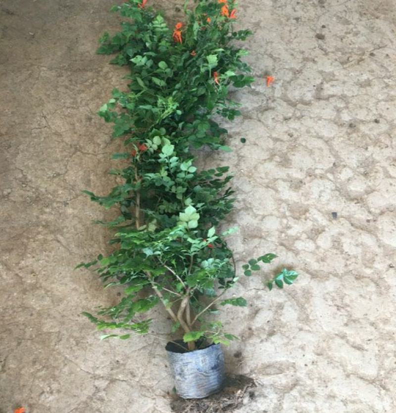 凌霄花苗大花爬墙爬藤植物中国美国凌霄树苗阳台庭院别墅四季