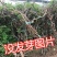 凌霄花苗大花爬墙爬藤植物中国美国凌霄树苗阳台庭院别墅四季