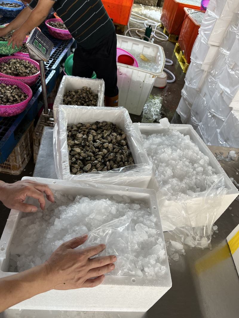 蚝肉生蚝肉海蛎肉牡蛎肉蚵仔煎蚝蛋烧产地直发