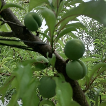 生态种植