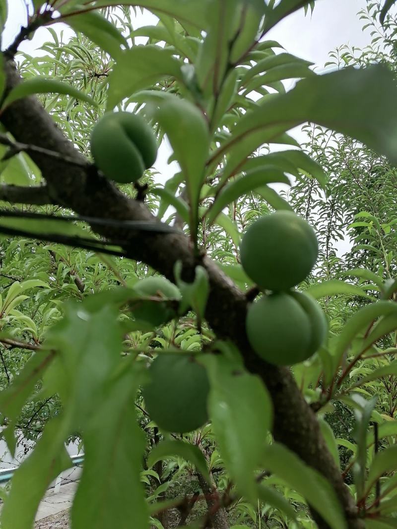 生态种植