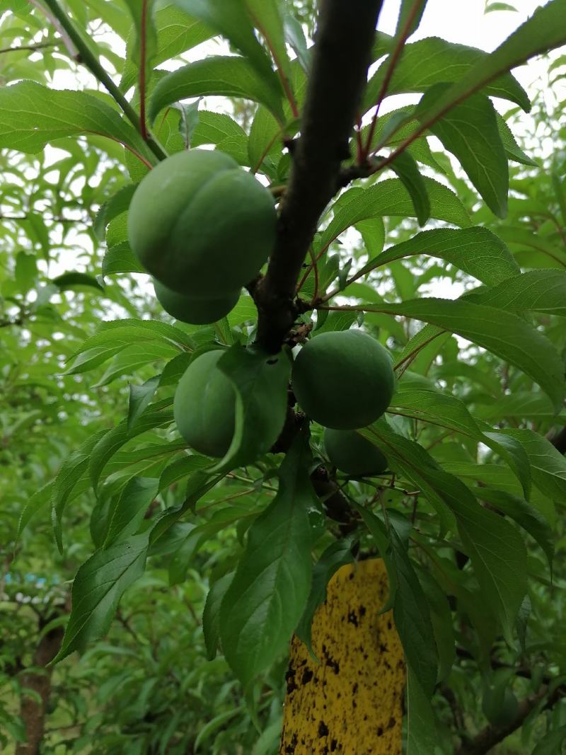 生态种植