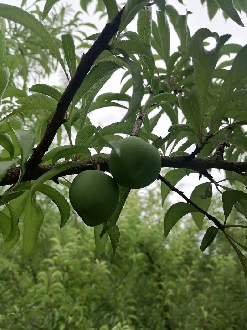 生态种植