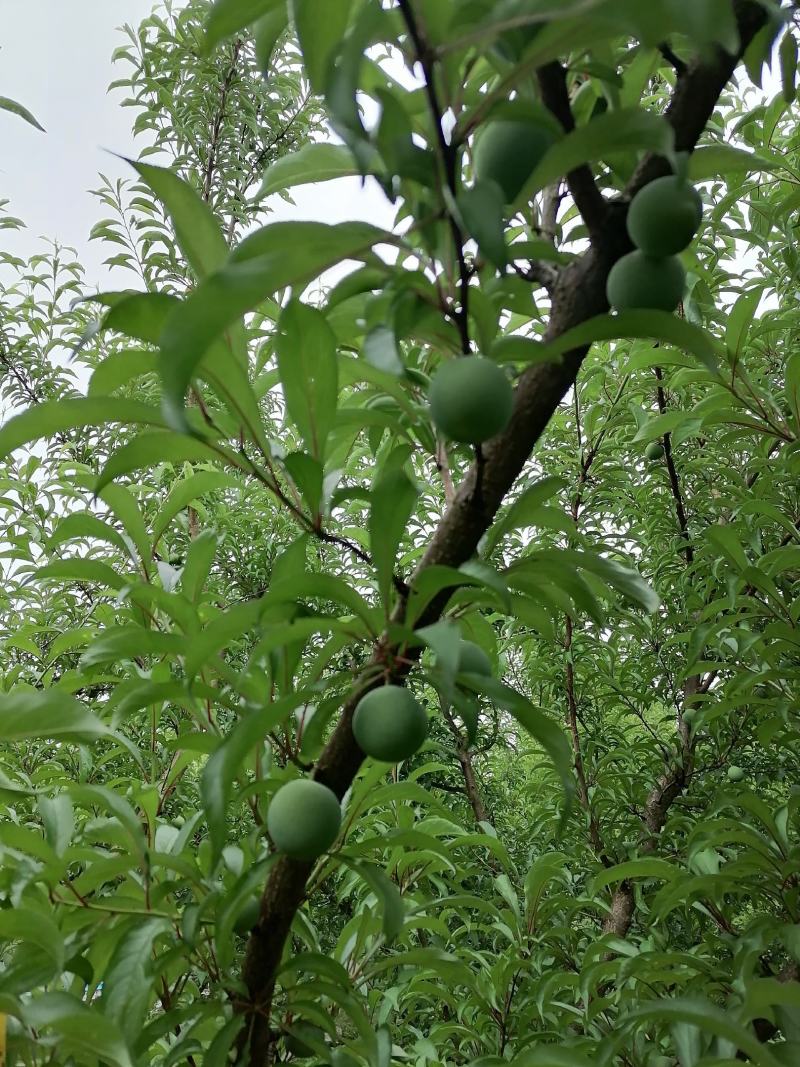 生态种植