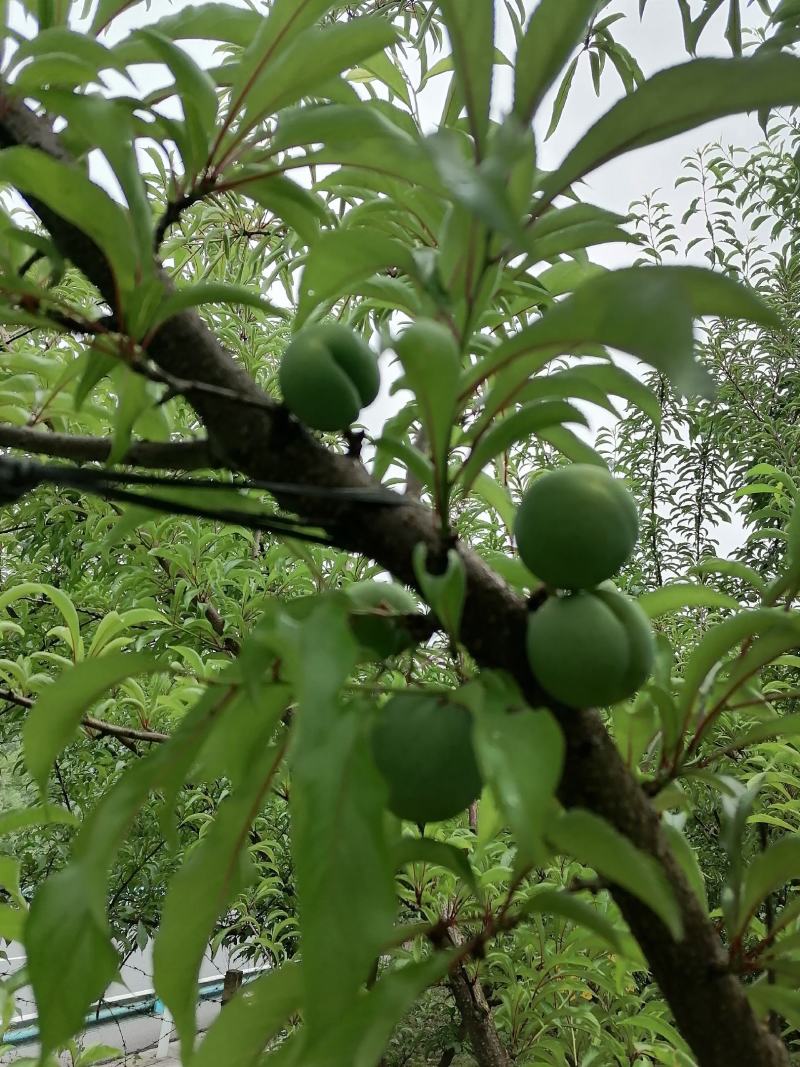 生态种植