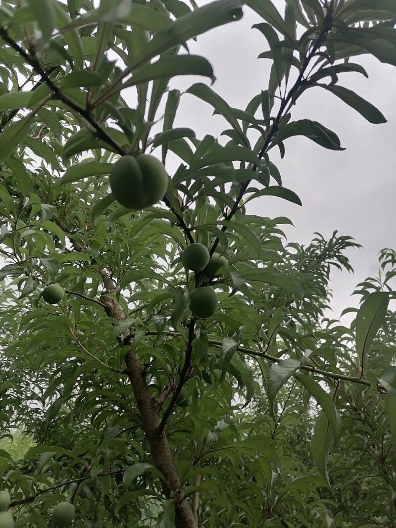生态种植
