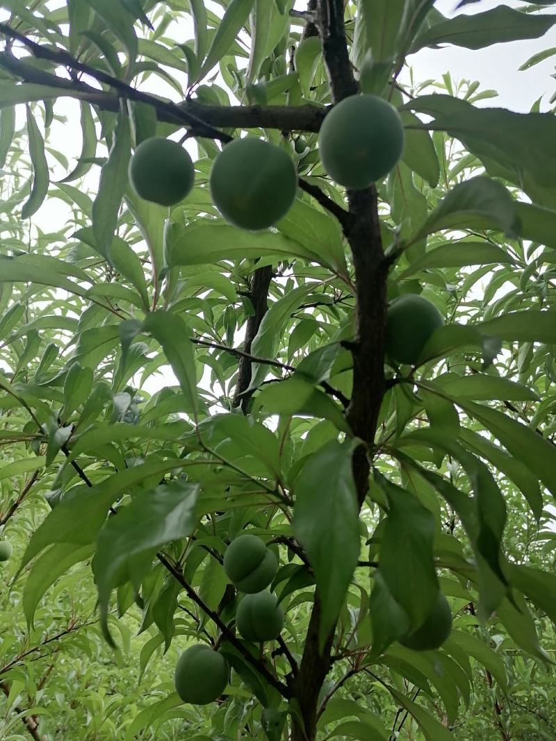 生态种植