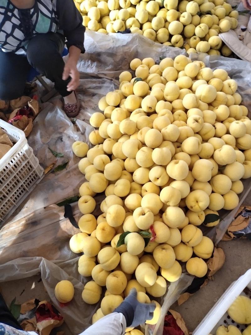 大量供应山东省临沂平邑套袋黄油桃