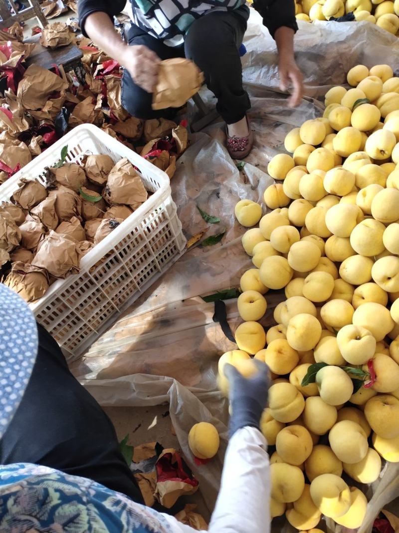 大量供应山东省临沂平邑套袋黄油桃