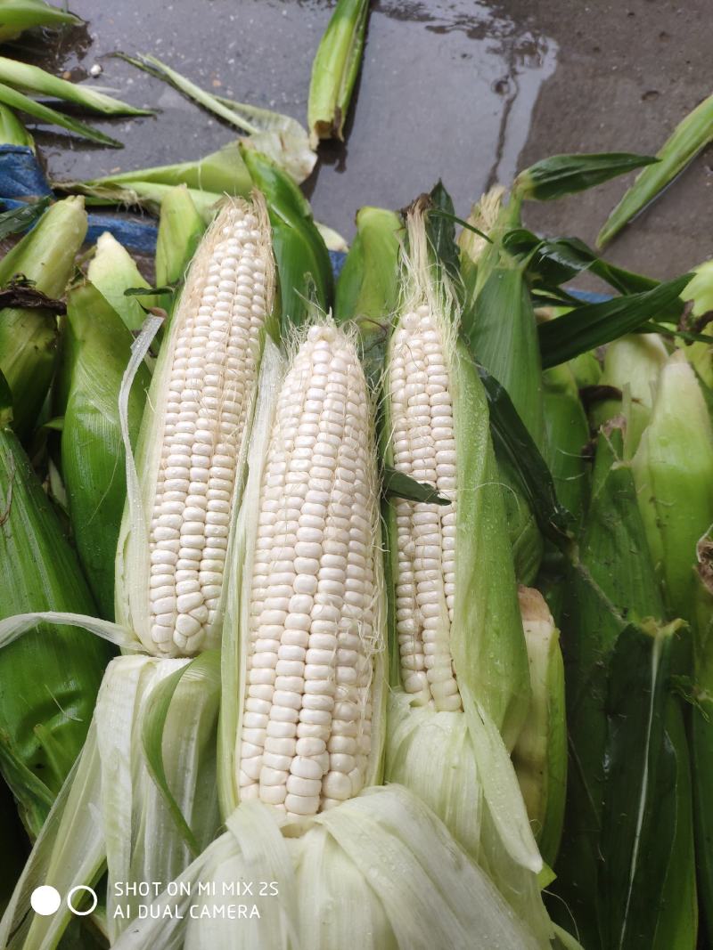 万糯2000鲜玉米