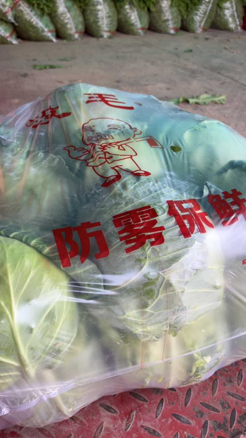 高原夏菜精品甘蓝靖远品质优良一手抓，小甘蓝