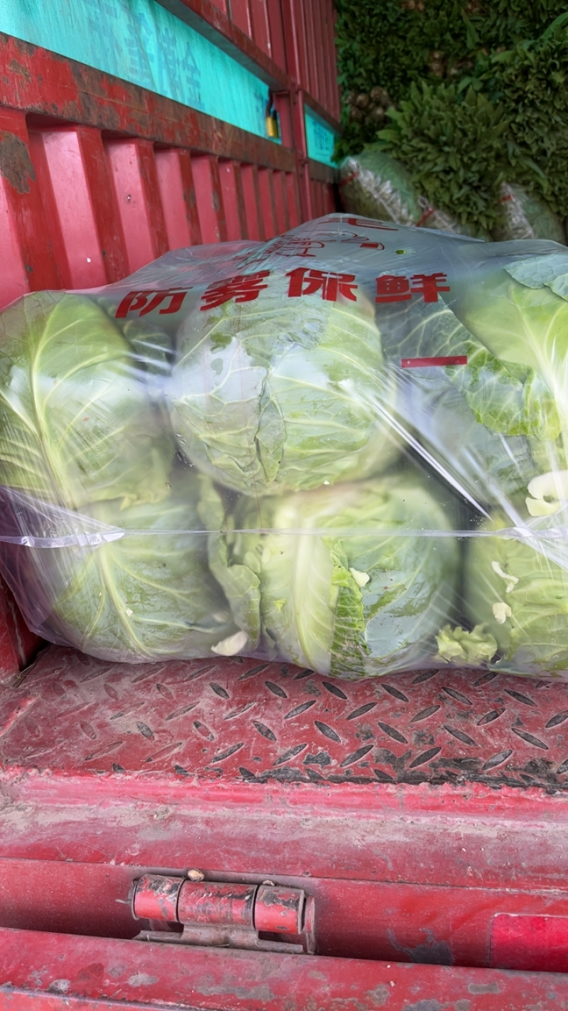 高原夏菜精品甘蓝靖远品质优良一手抓，小甘蓝