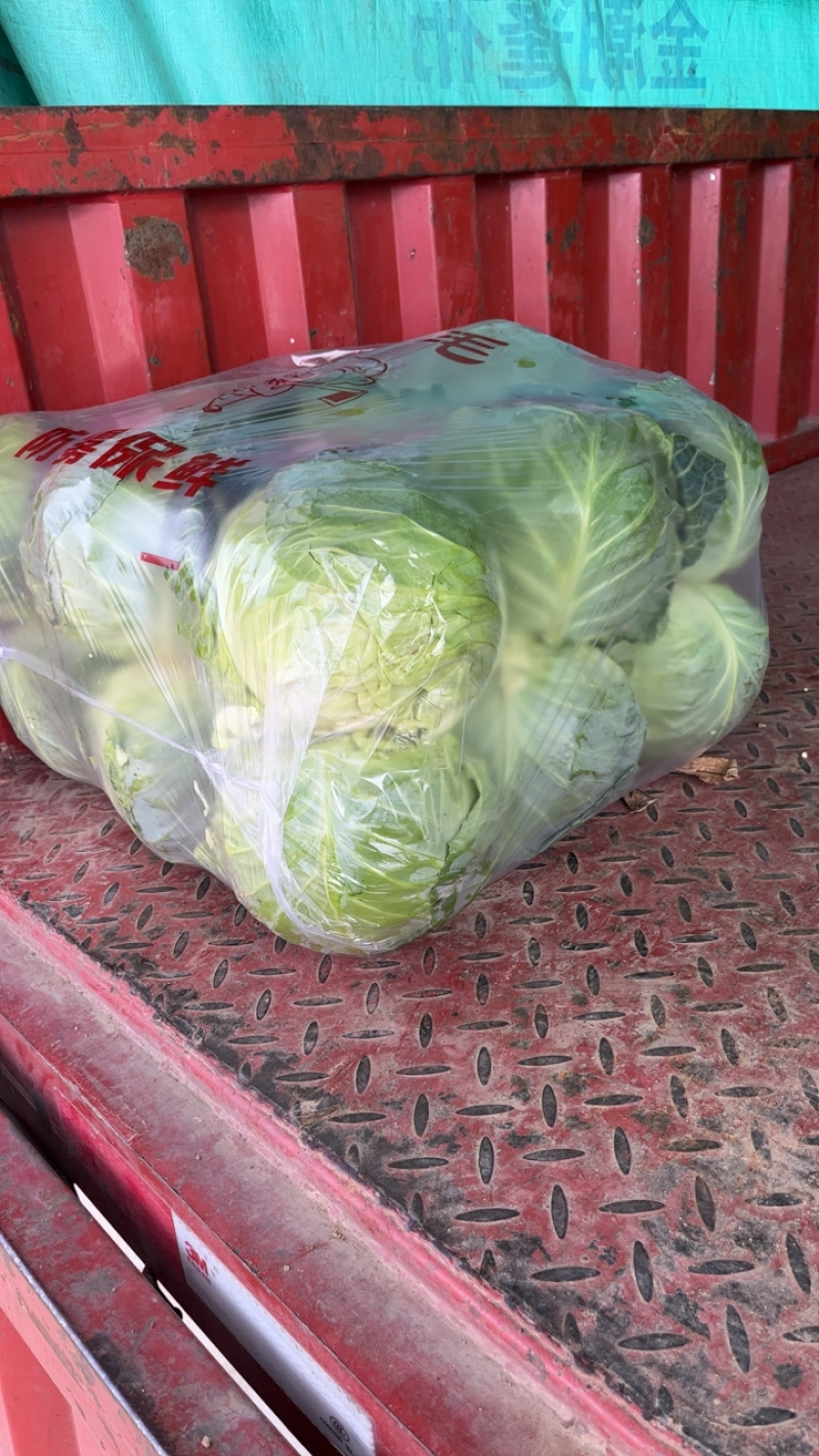 高原夏菜精品甘蓝靖远品质优良一手抓，小甘蓝