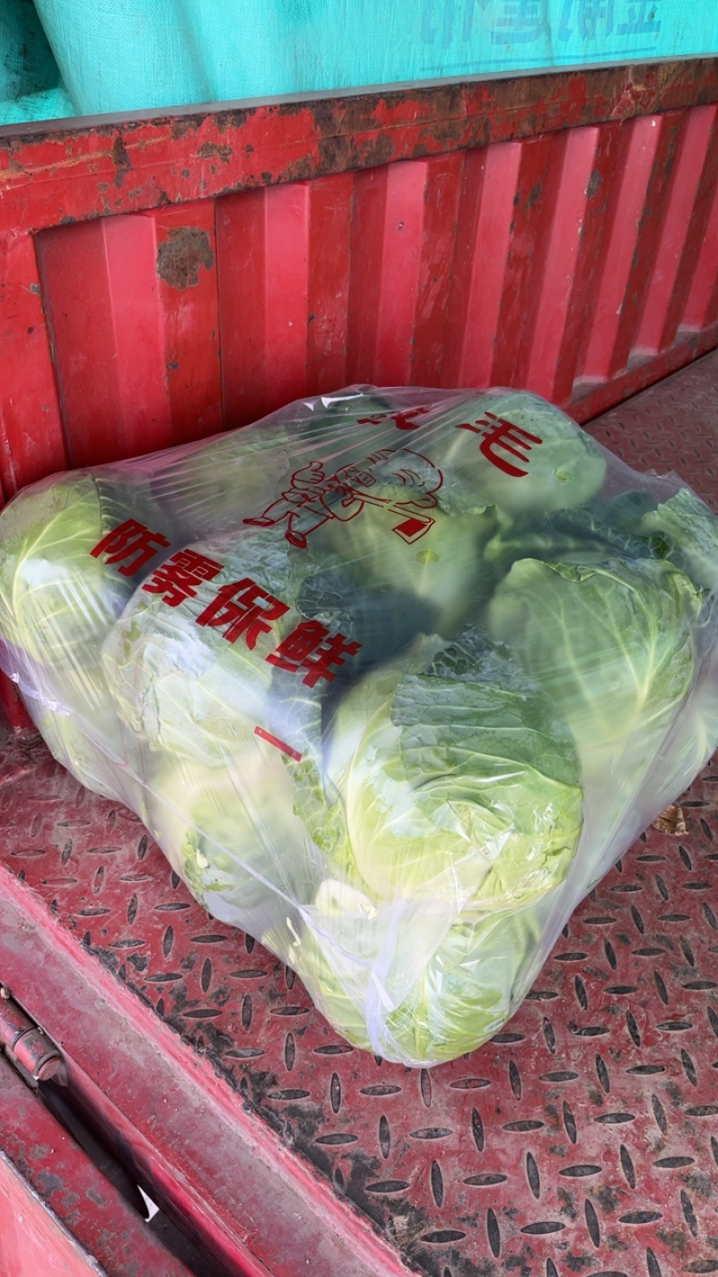 高原夏菜精品甘蓝靖远品质优良一手抓，小甘蓝