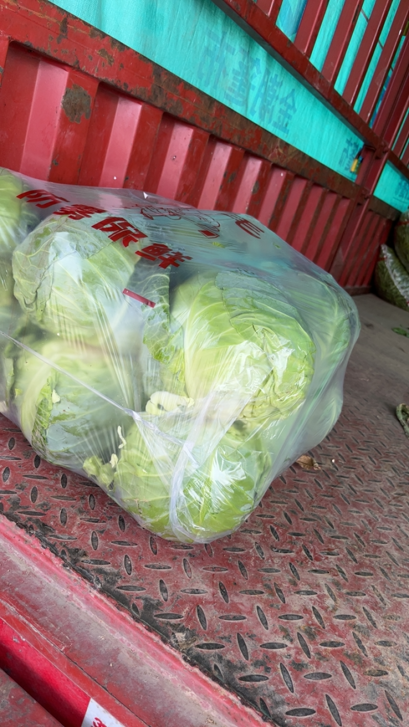 高原夏菜精品甘蓝靖远品质优良一手抓，小甘蓝