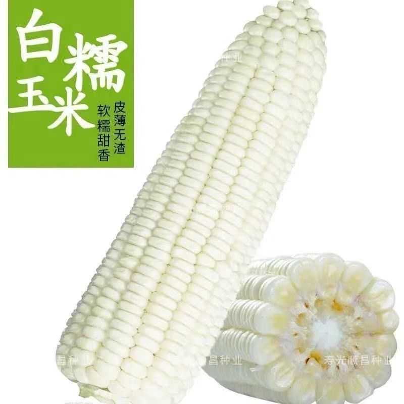 万糯2000，万糯188玉米