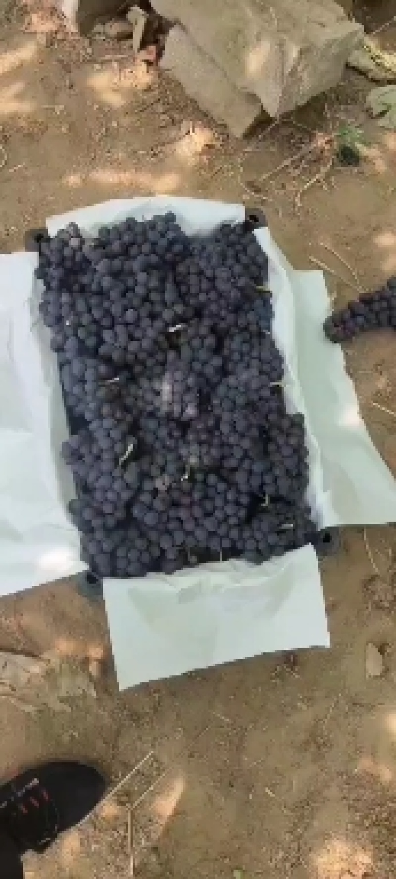 温室无籽