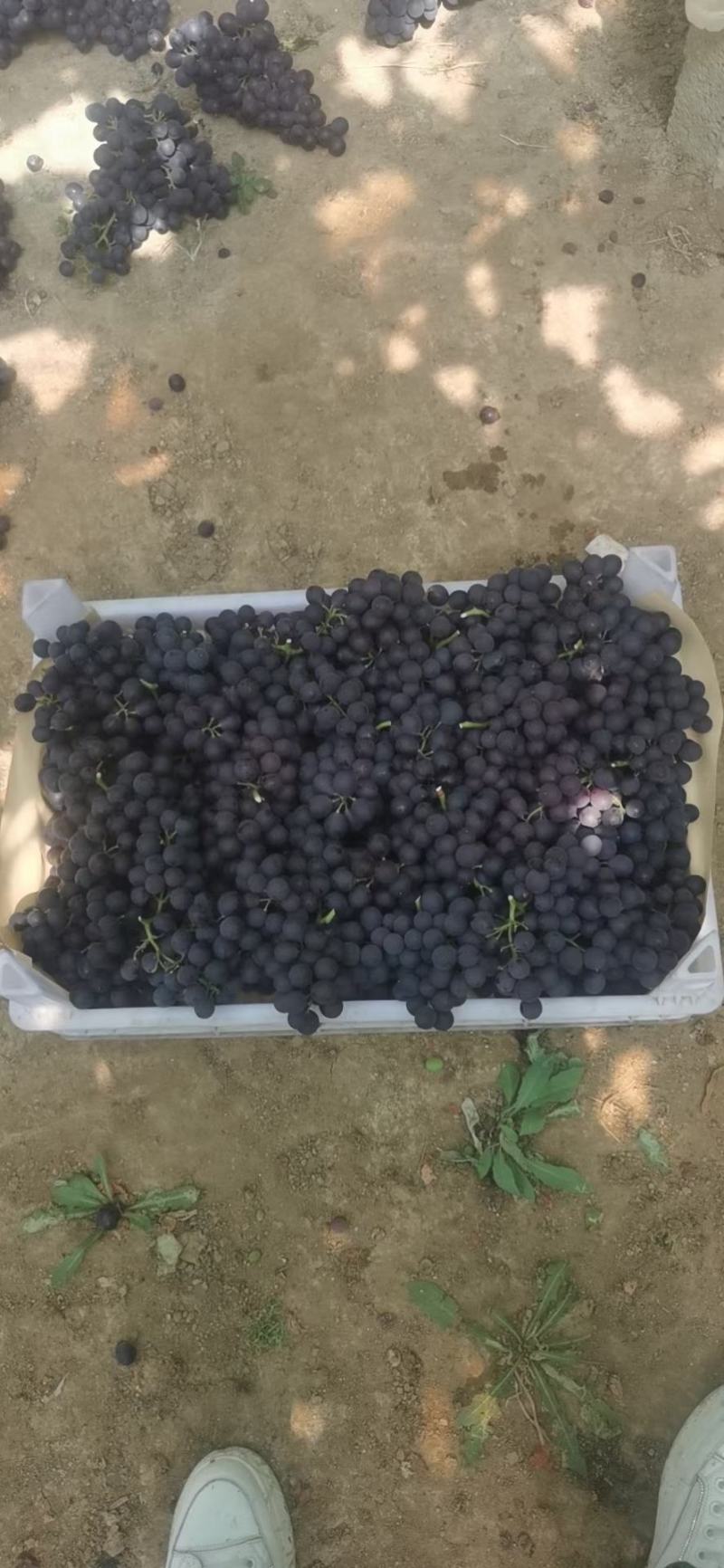 温室无籽