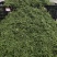 【热销】江津鲜青花椒原产地提货，当天采摘一手货，欢迎选购