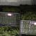 【热销】江津鲜青花椒原产地提货，当天采摘一手货，欢迎选购