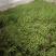 【热销】江津鲜青花椒原产地提货，当天采摘一手货，欢迎选购