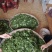 【热销】江津鲜青花椒原产地提货，当天采摘一手货，欢迎选购
