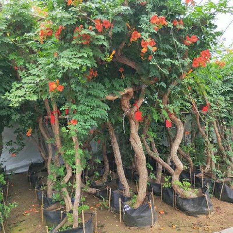 凌霄花苗大花爬墙爬藤植物中国美国凌霄树苗阳台庭院别墅四季