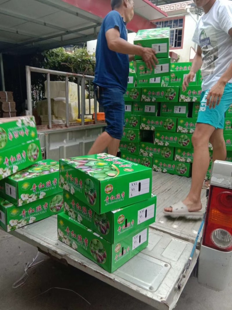 五月脆李子清脆李半边红产地四川贵阳供应超市电商全批发市场