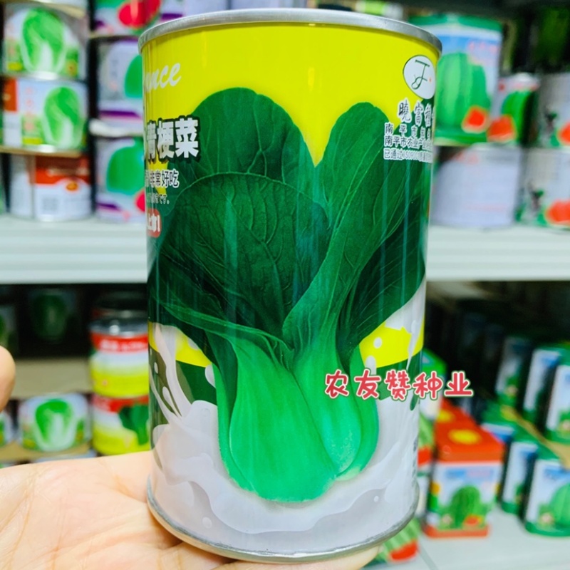 奶油青鸟青梗菜种子超耐热高温不拔节甜嫩好吃青菜种子