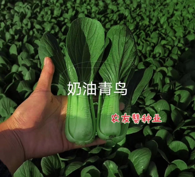 奶油青鸟青梗菜种子超耐热高温不拔节甜嫩好吃青菜种子