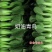 奶油青鸟青梗菜种子超耐热高温不拔节甜嫩好吃青菜种子