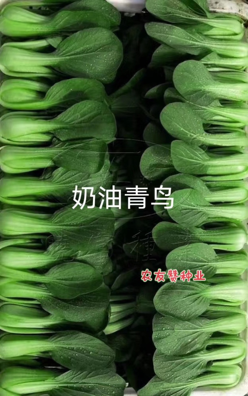 奶油青鸟青梗菜种子超耐热高温不拔节甜嫩好吃青菜种子