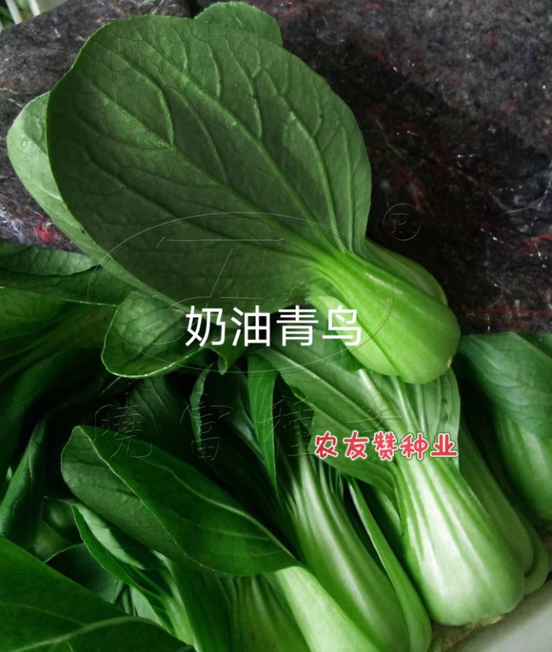 奶油青鸟青梗菜种子超耐热高温不拔节甜嫩好吃青菜种子