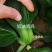 奶油青鸟青梗菜种子超耐热高温不拔节甜嫩好吃青菜种子