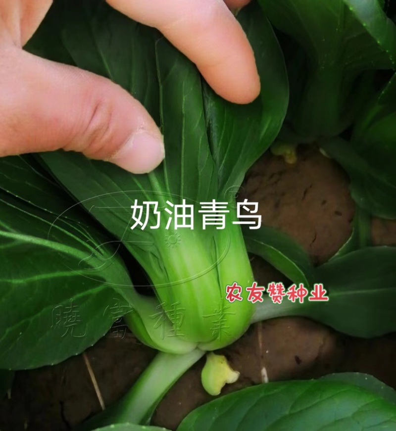 奶油青鸟青梗菜种子超耐热高温不拔节甜嫩好吃青菜种子