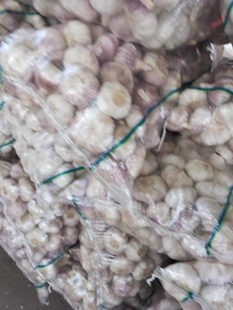 大蒜红皮蒜精品净蒜代存代储代加工一条龙服务！
