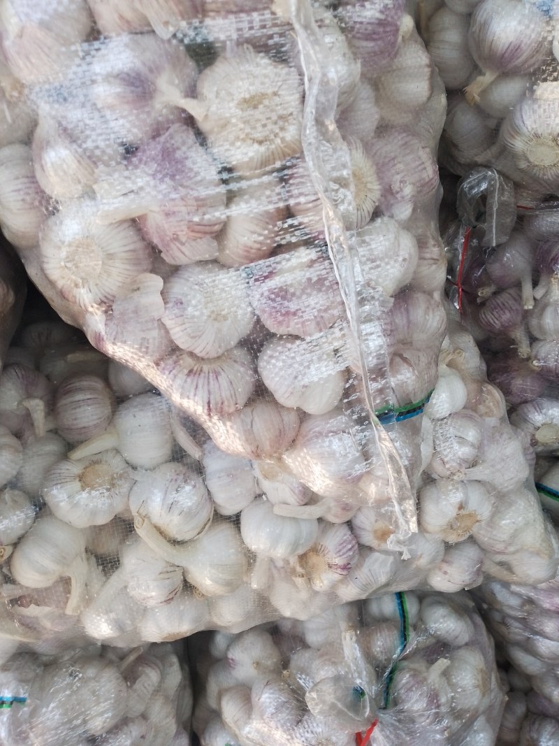 大蒜红皮蒜精品净蒜代存代储代加工一条龙服务！