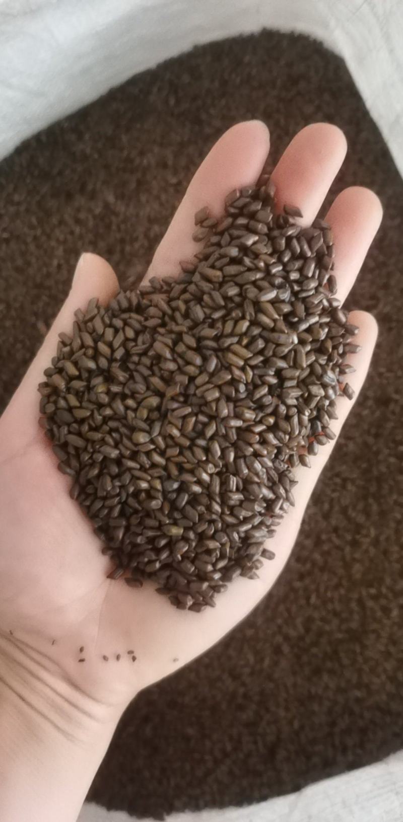 草决明产年批发供应各种规格草决明中药材量大从优