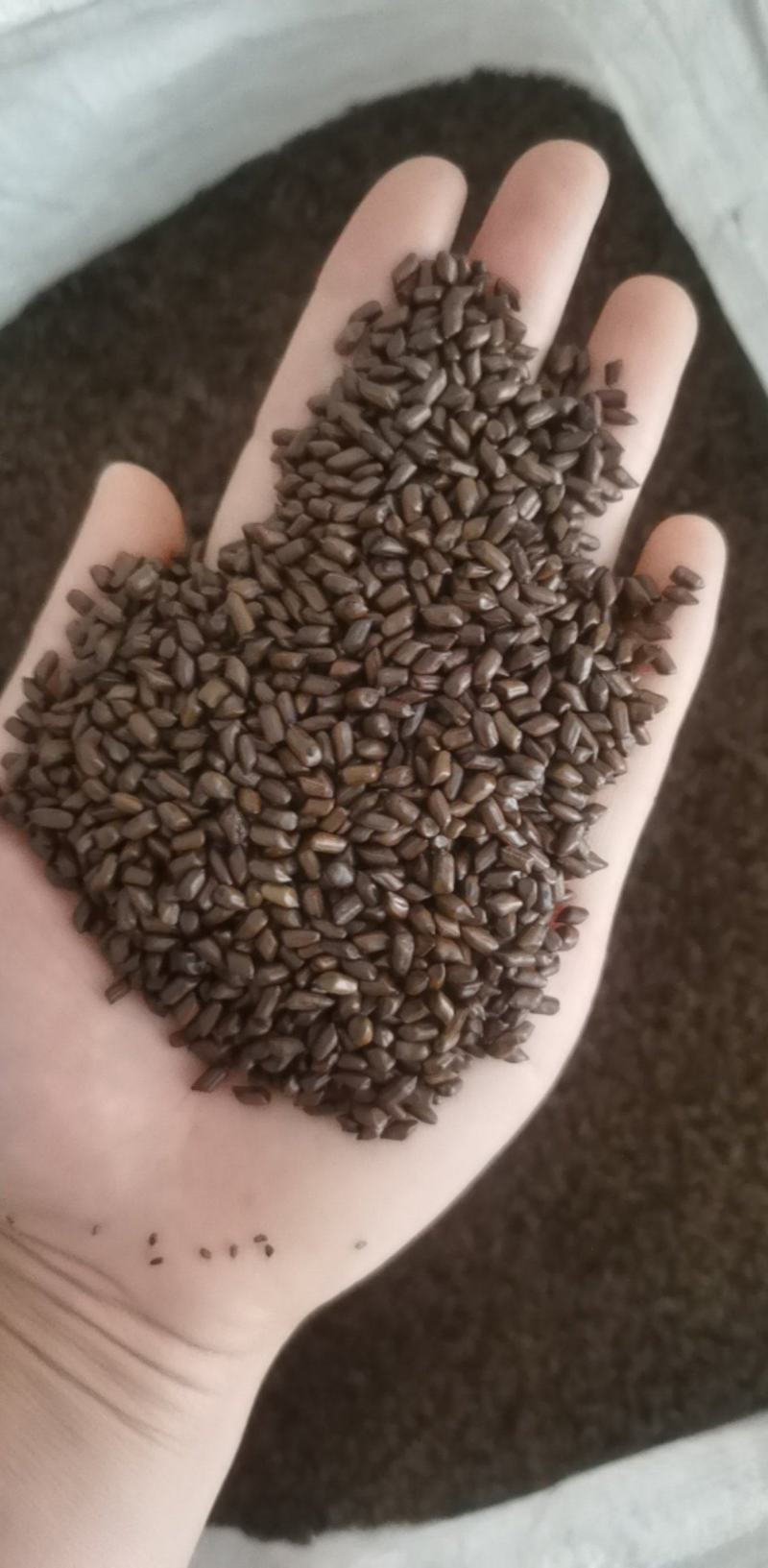 草决明产年批发供应各种规格草决明中药材量大从优